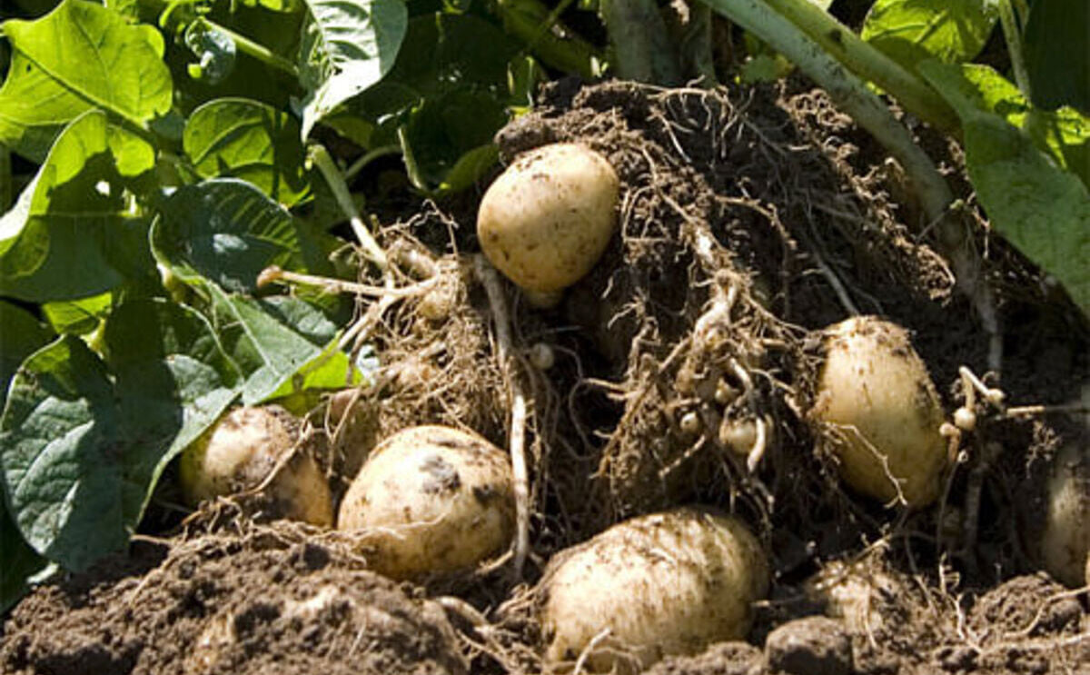 El Salvador: Proyecto colaborativo entre CENTA y el IICA fortaleció la producción de papaEl Salvador: Proyecto colaborativo entre CENTA y el IICA fortaleció la producción de papa El Salvador: Proyecto colaborativo entre CENTA y el IICA fortaleció la producción de papaEl Salvador: Proyecto colaborativo entre CENTA y el IICA fortaleció la producción de papa