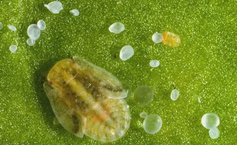  Seminario virtual capacitará en la identificación de tres plagas de la papa. Seminario virtual capacitará en la identificación de tres plagas de la papa.