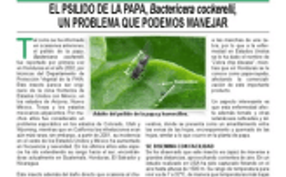 El psilido de la papa, Bactericera cockerelli, un problema que podemos manejar El psilido de la papa, Bactericera cockerelli, un problema que podemos manejar
