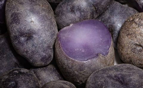 "The butyric acid regulates immune function in the gut, suppresses chronic inflammation and may also help to cause cancer cells to self-destruct," Vanamala said. (Courtesy: PSU / Stephen Lea) "The butyric acid regulates immune function in the gut, suppresses chronic inflammation and may also help to cause cancer cells to self-destruct," Vanamala said. (Courtesy: PSU / Stephen Lea)