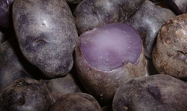 Colorful potatoes may pack powerful cancer prevention punch
