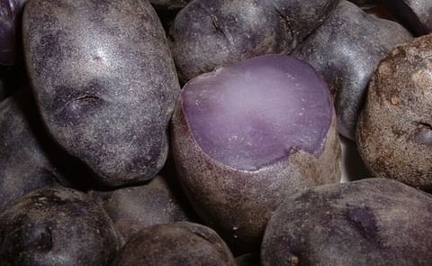 "The butyric acid regulates immune function in the gut, suppresses chronic inflammation and may also help to cause cancer cells to self-destruct," Vanamala said. (Courtesy: PSU / Stephen Lea) "The butyric acid regulates immune function in the gut, suppresses chronic inflammation and may also help to cause cancer cells to self-destruct," Vanamala said. (Courtesy: PSU / Stephen Lea)