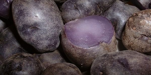 Colorful potatoes may pack powerful cancer prevention punch