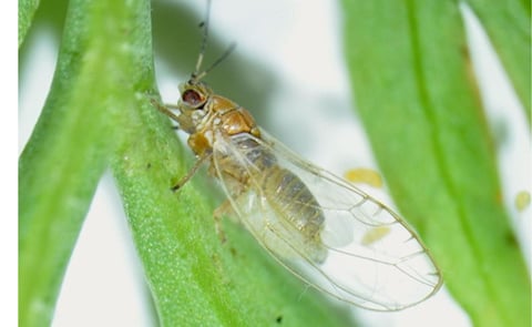 Despite the fact that the bacteria responsible for zebra chip disease occur in the Mediterranean and cause damage in leek and onions, the risk for transfer to potatoes is low, because of the feeding preferences of the transmitting psyllids in this area. Despite the fact that the bacteria responsible for zebra chip disease occur in the Mediterranean and cause damage in leek and onions, the risk for transfer to potatoes is low, because of the feeding preferences of the transmitting psyllids in this area.