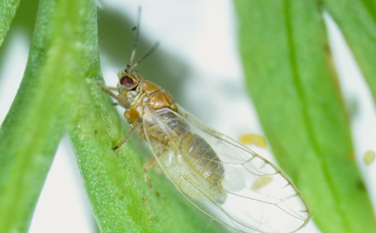 Despite the fact that the bacteria responsible for zebra chip disease occur in the Mediterranean and cause damage in leek and onions, the risk for transfer to potatoes is low, because of the feeding preferences of the transmitting psyllids in this area.