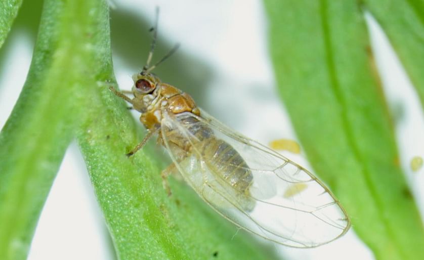 Despite the fact that the bacteria responsible for zebra chip disease occur in the Mediterranean and cause damage in leek and onions, the risk for transfer to potatoes is low, because of the feeding preferences of the transmitting psyllids in this area.