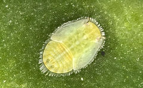 Psyllid Peril To Potato Prosperity: Lincoln University Research Saves A Canterbury Crop Crisis Psyllid Peril To Potato Prosperity: Lincoln University Research Saves A Canterbury Crop Crisis