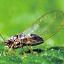 Potato Psyllid