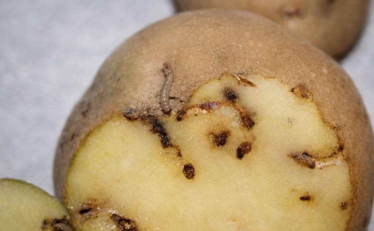 El CIP predice a dónde podría migrar la polilla de la papa como consecuencia del cambio climático El CIP predice a dónde podría migrar la polilla de la papa como consecuencia del cambio climático