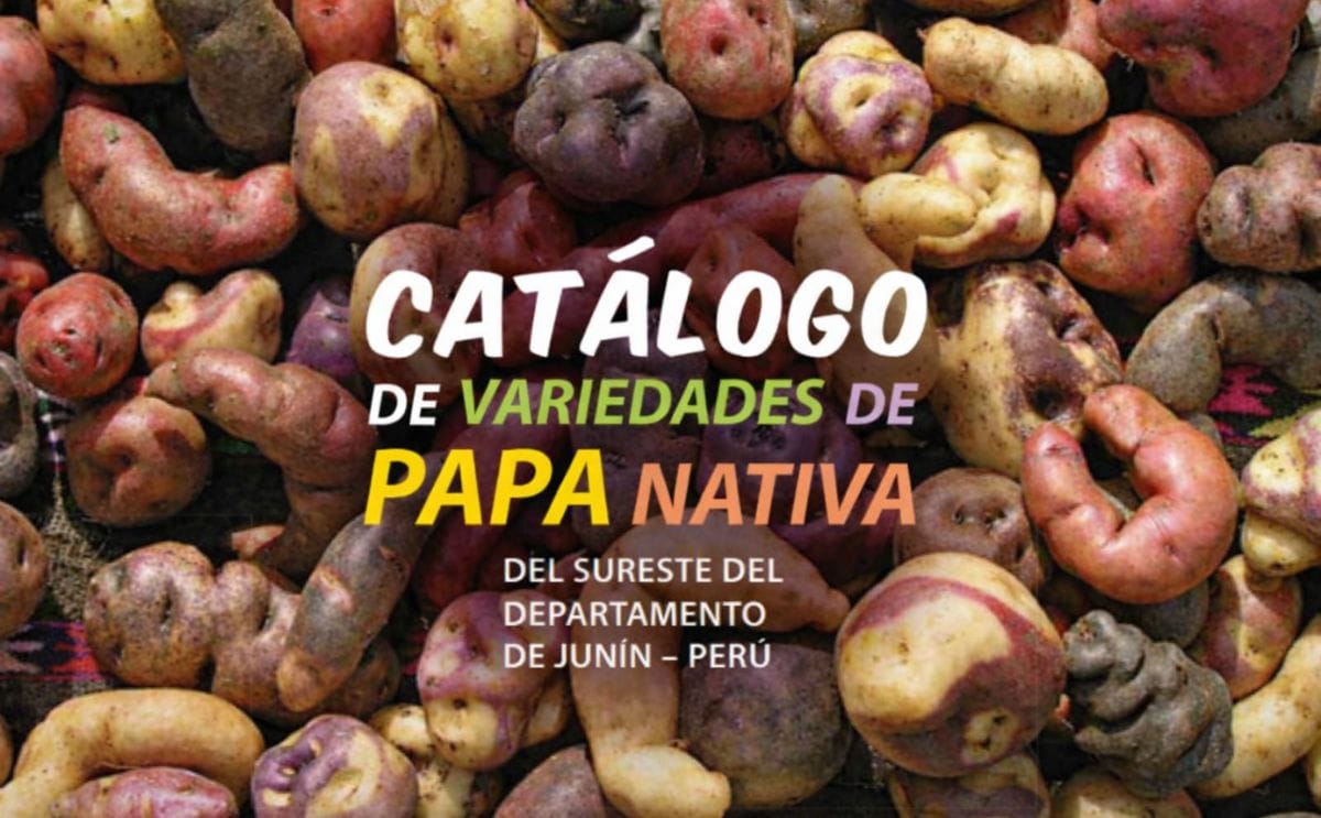 Publican en Perú un catálogo de variedades de papa nativa
