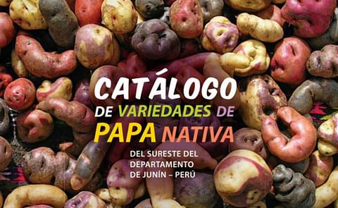 Publican en Perú un catálogo de variedades de papa nativa Publican en Perú un catálogo de variedades de papa nativa