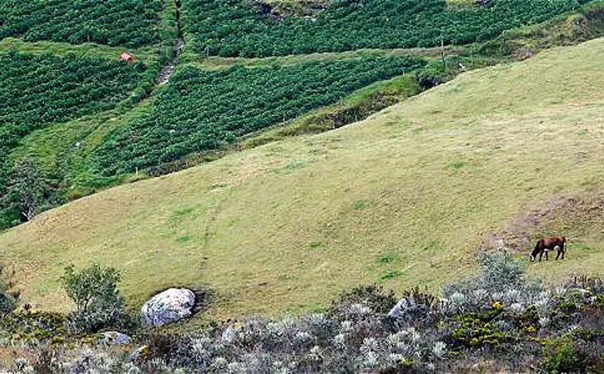 Pueden convivir la papa, la ganadería y el turismo en los páramos colombianos? (Opinión) Pueden convivir la papa, la ganadería y el turismo en los páramos colombianos? (Opinión)