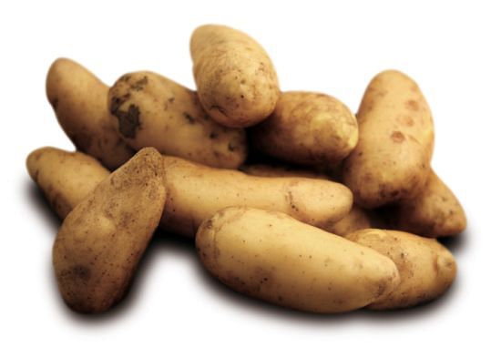 The Lapin Puikula PDO has an oval, elongated shape, yellowish-whitecoloured, consistent pulp, and a distinct taste. The Lapin Puikula PDO has an oval, elongated shape, yellowish-whitecoloured, consistent pulp, and a distinct taste.
