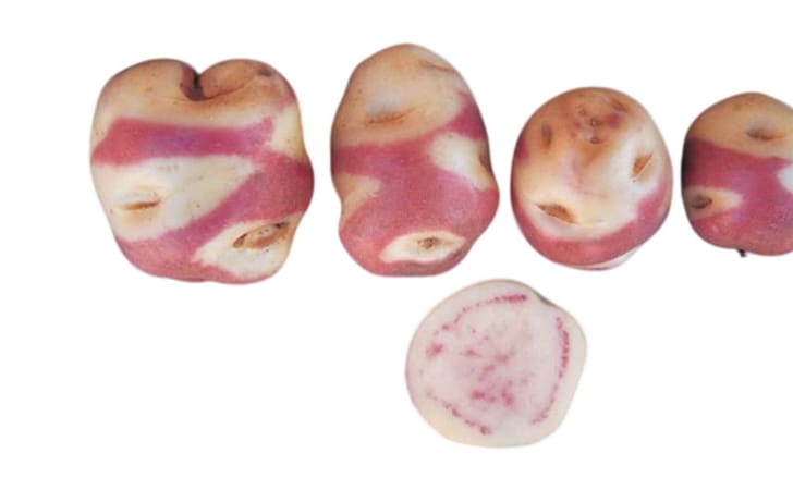 PUKA ALLQA SIRINA PUKA ALLQA SIRINA