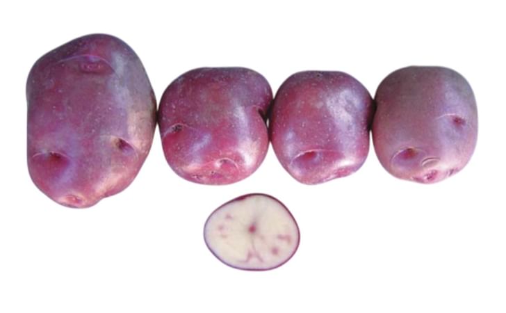 PUKA PUQYA PUKA PUQYA