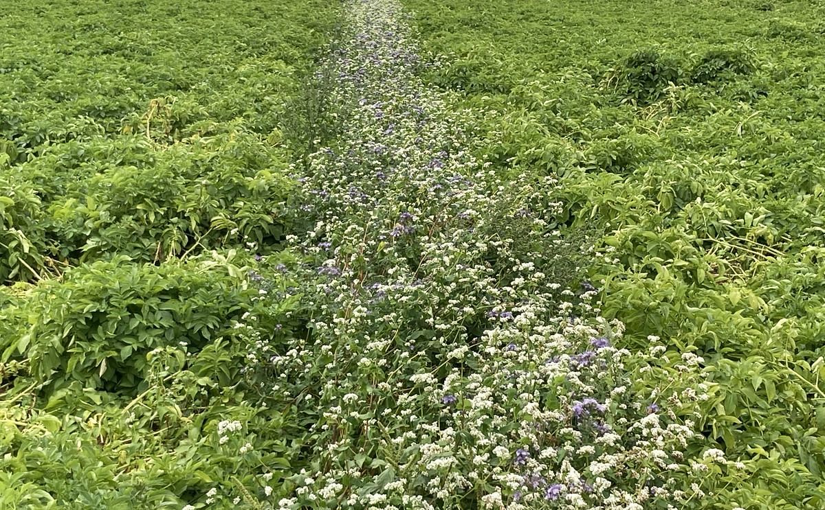 Pukekawa (NZ) trials to control the Potato Tuber Moth