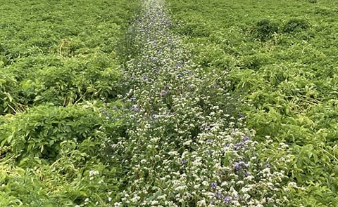 Pukekawa (NZ) trials to control the Potato Tuber Moth Pukekawa (NZ) trials to control the Potato Tuber Moth