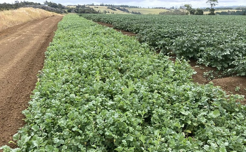 Companion cover crops to distract PTM Companion cover crops to distract PTM