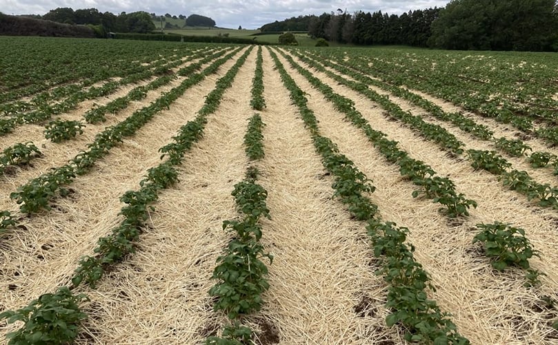 Straw mulching inspired by organic methods to manage PTM Straw mulching inspired by organic methods to manage PTM