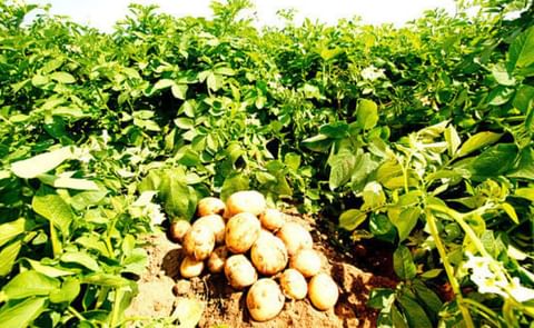 Cómo controlar el pulgón saltador en la papa Cómo controlar el pulgón saltador en la papa