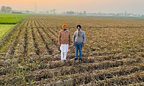 Farmers show the potato fields affected by late blight attack in Machhiwara block of Ludhiana.
