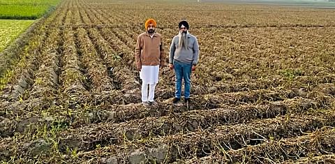 Farmers show the potato fields affected by late blight attack in Machhiwara block of Ludhiana.