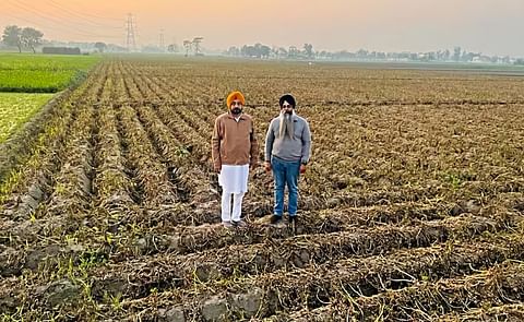 Farmers show the potato fields affected by late blight attack in Machhiwara block of Ludhiana. Farmers show the potato fields affected by late blight attack in Machhiwara block of Ludhiana.