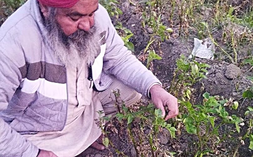 Farmers further said that it was highly unlikely that any government, either state or Centre, would compensate them for their loss. (Courtesy: Express Photo) Farmers further said that it was highly unlikely that any government, either state or Centre, would compensate them for their loss. (Courtesy: Express Photo)