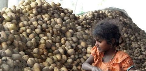 With 40% cold stores in Punjab flooded with old crops, potato glut likely this year too