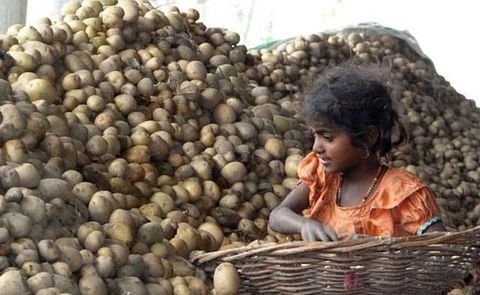 With 40% cold stores in Punjab flooded with old crops, the potato glut is likely to carry over to another year... With 40% cold stores in Punjab flooded with old crops, the potato glut is likely to carry over to another year...