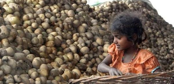 With 40% cold stores in Punjab flooded with old crops, potato glut likely this year too