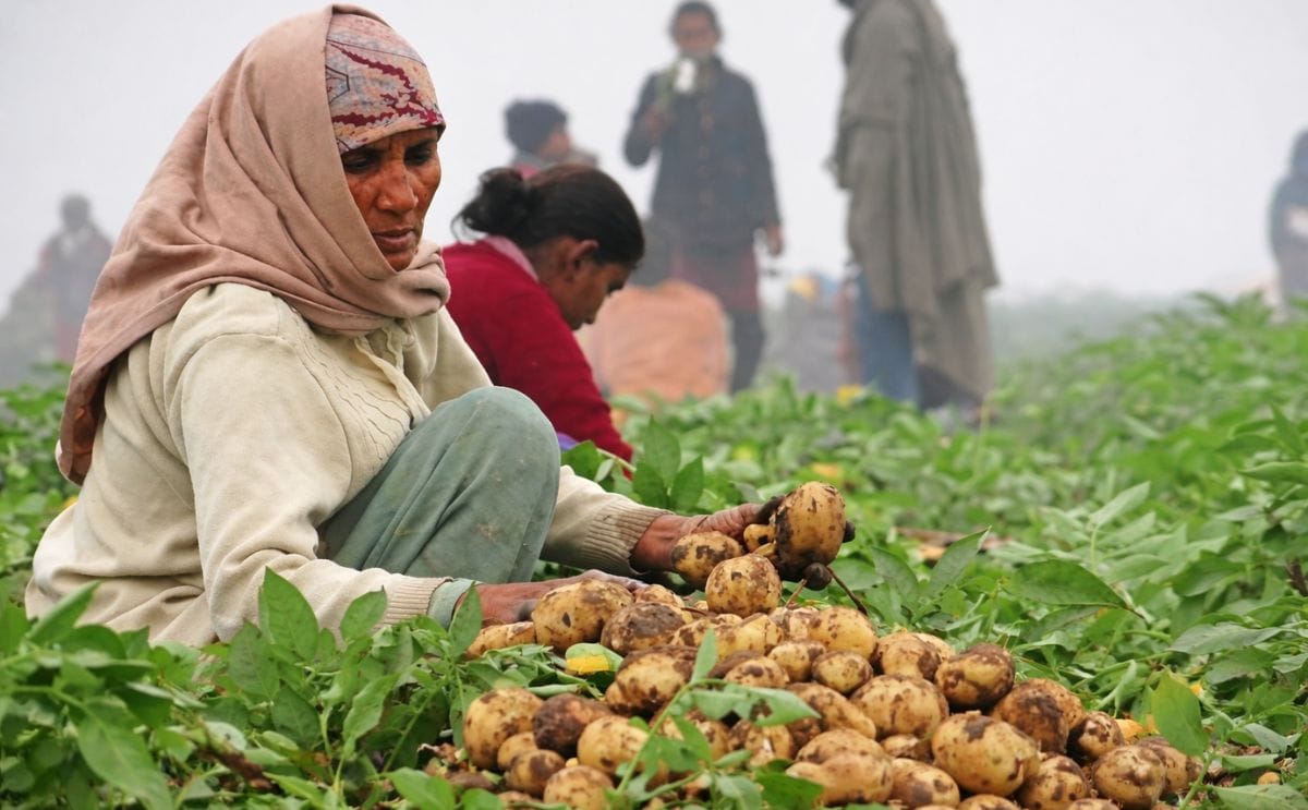 Although the production costs of potato in Punjab (India) are around Rs 5 per kg, potato is selling at Rs 2 per kg in the wholesale market.