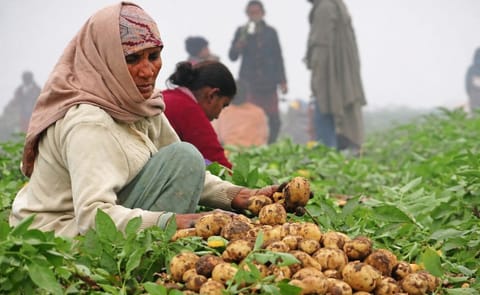 Although the production costs of potato in Punjab (India) are around Rs 5 per kg, potato is selling at Rs 2 per kg in the wholesale market. Although the production costs of potato in Punjab (India) are around Rs 5 per kg, potato is selling at Rs 2 per kg in the wholesale market.