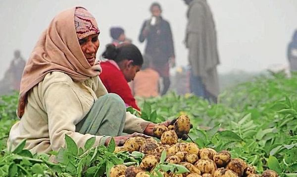 Punjab to export potato to Russia and Middle East