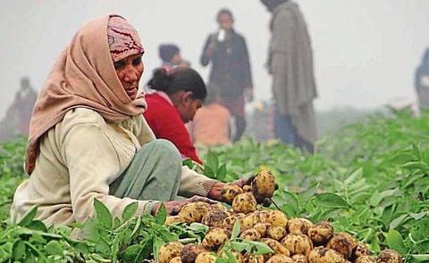 Although the production costs of potato in Punjab (India) are around Rs 5 per kg, potato is selling at Rs 2 per kg in the wholesale market. Although the production costs of potato in Punjab (India) are around Rs 5 per kg, potato is selling at Rs 2 per kg in the wholesale market.