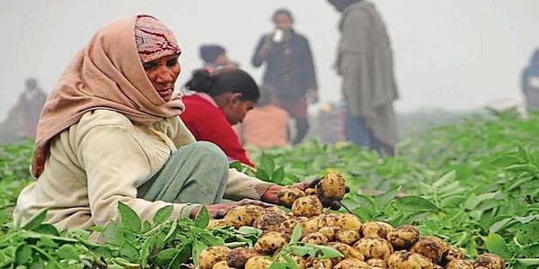 Punjab to export potato to Russia and Middle East