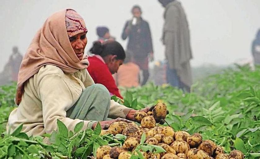 Although the production costs of potato in Punjab (India) are around Rs 5 per kg, potato is selling at Rs 2 per kg in the wholesale market.