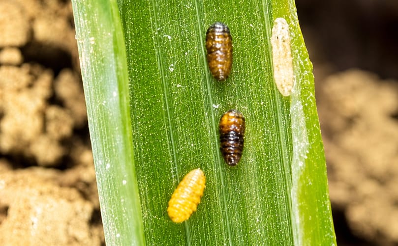 Pupae of the serpentine leafminer