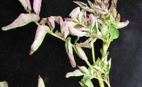 Potato purple top wilt (PMP) Potato purple top wilt (PMP)