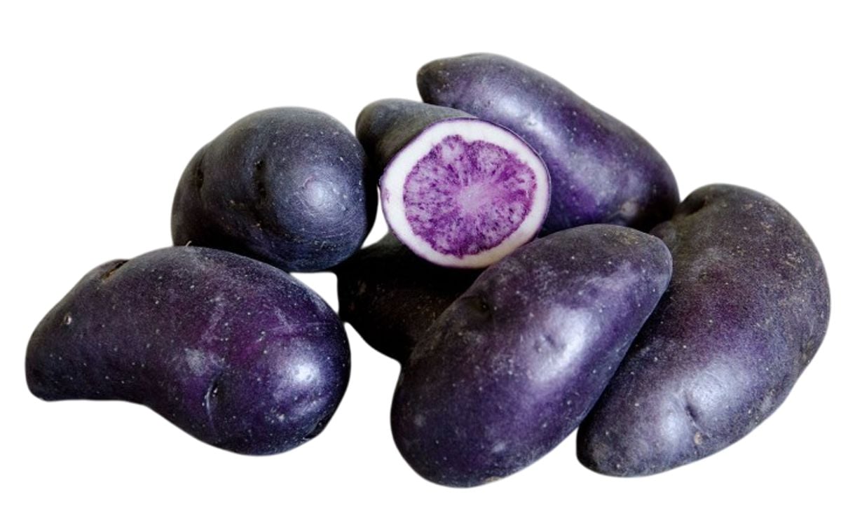 PURPLE MAGIC PURPLE MAGIC