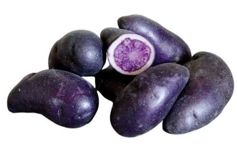 PURPLE MAGIC PURPLE MAGIC