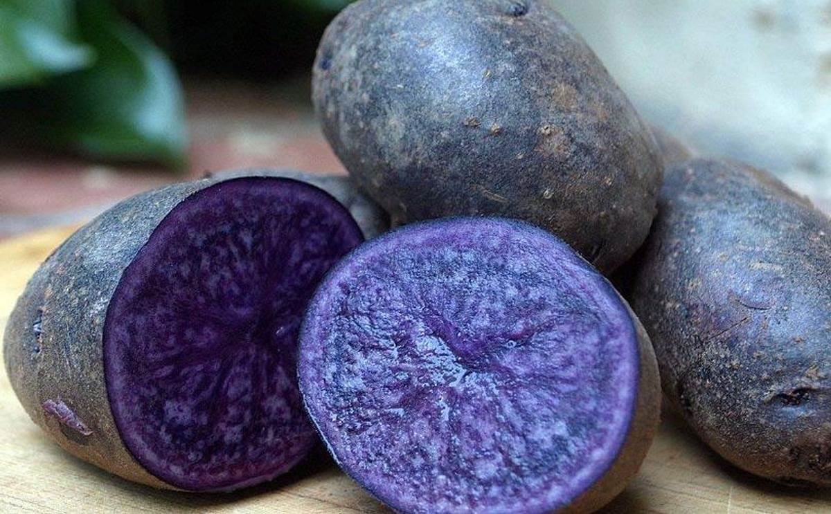 The naturally bred Purple Majesty potato variety will produce a beetroot-coloured mash.