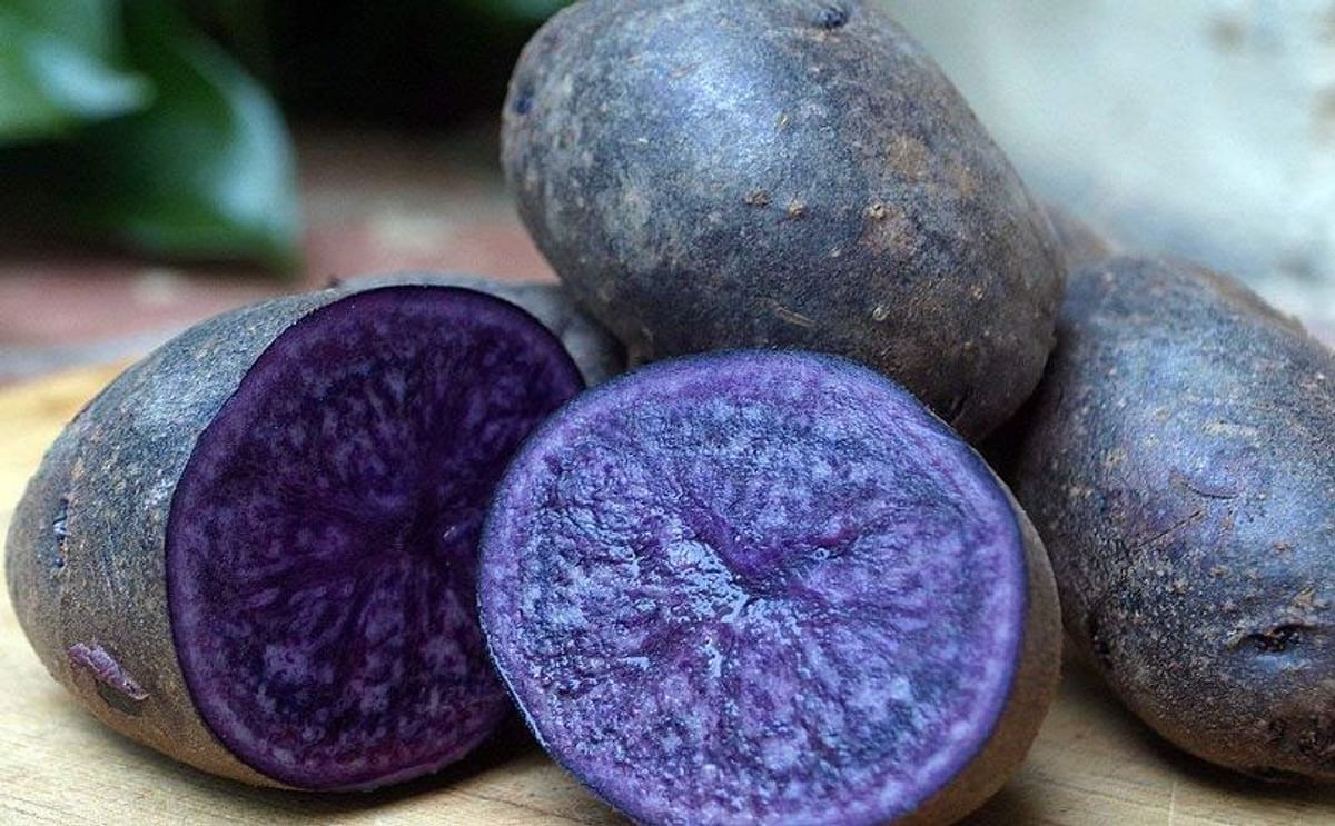 The naturally bred Purple Majesty potato variety will produce a beetroot-coloured mash.