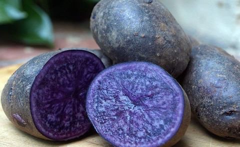 The naturally bred Purple Majesty potato variety will produce a beetroot-coloured mash. The naturally bred Purple Majesty potato variety will produce a beetroot-coloured mash.