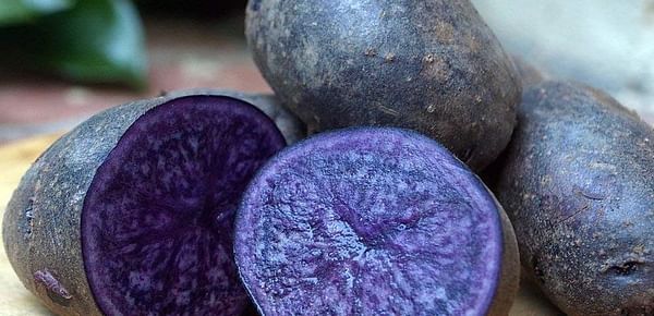 Purple potato for mash introduced in UK by Bartlett and Sons
