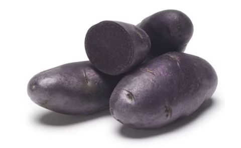 PURPLE PELISSE PURPLE PELISSE