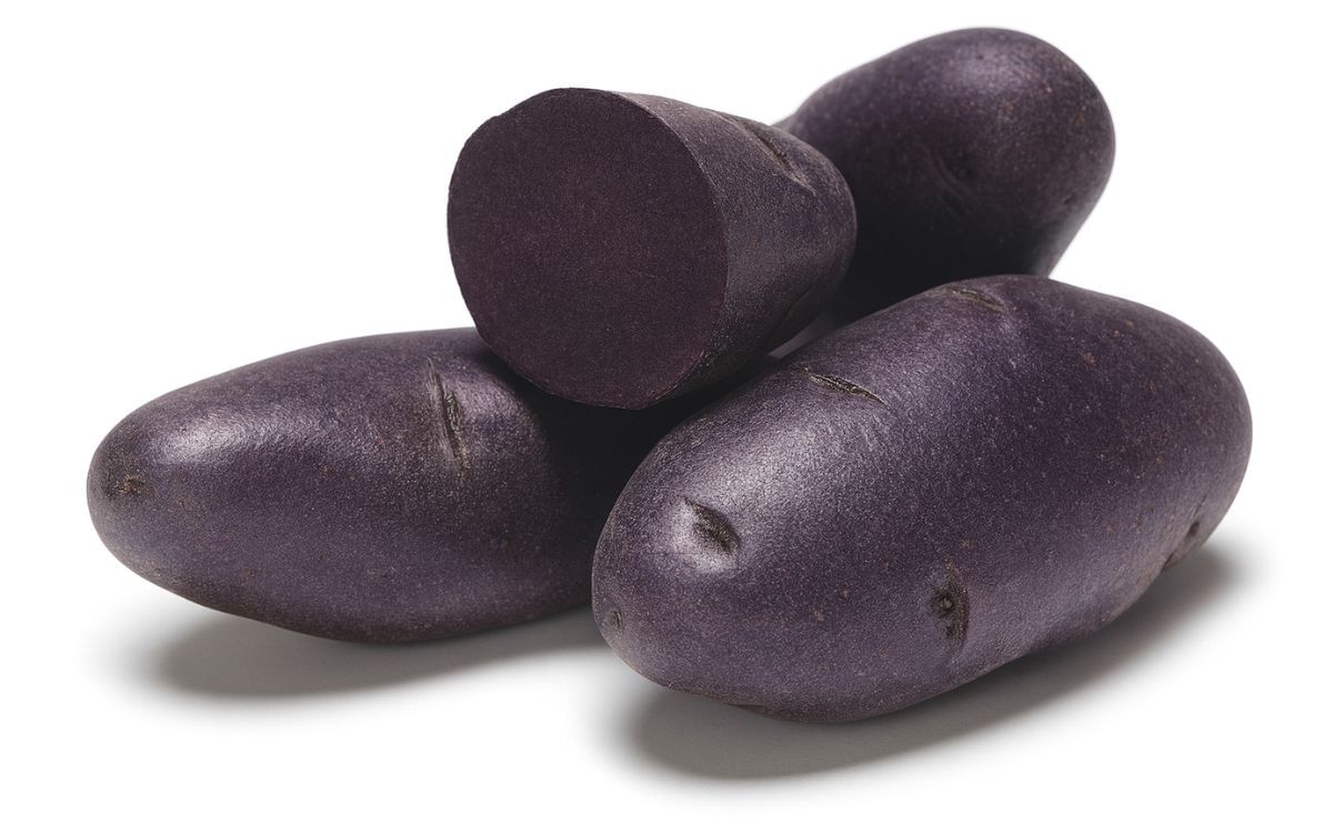 Purple Pelisse Purple Pelisse