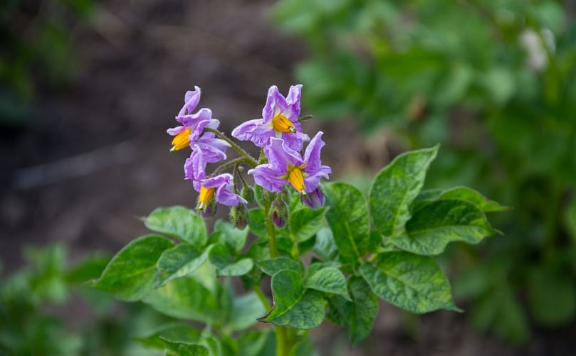 Flowers of a potato plant Flowers of a potato plant