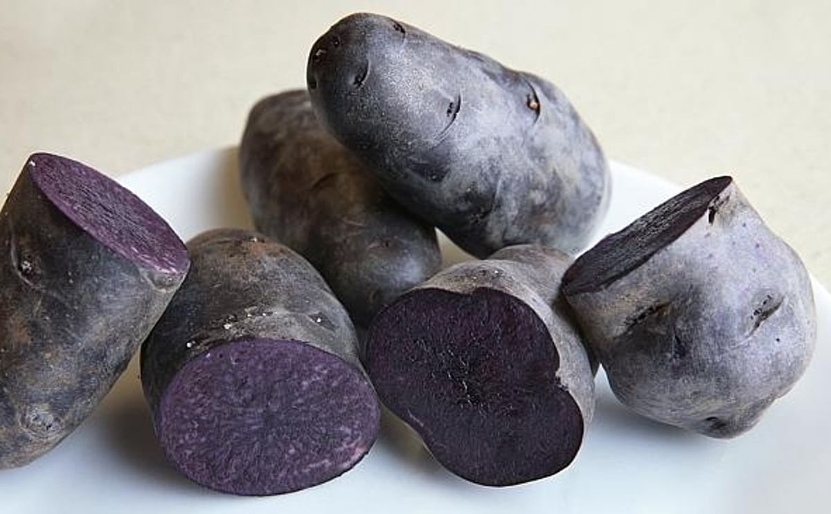 Purple potatoes: The deep purple colour of purple potatoes means it’s possible to make purple mash, chips and gnocchi. (Courtesy weekly Times / Andy Rogers)