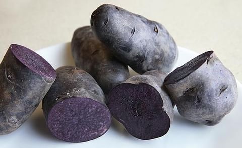Purple potatoes: The deep purple colour of purple potatoes means it’s possible to make purple mash, chips and gnocchi. (Courtesy weekly Times / Andy Rogers) Purple potatoes: The deep purple colour of purple potatoes means it’s possible to make purple mash, chips and gnocchi. (Courtesy weekly Times / Andy Rogers)